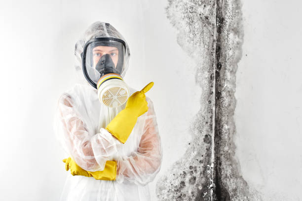 Trusted River Forest, IL Mold Removal & Remediation Experts